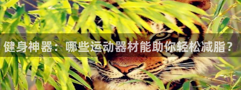 征途国际集团简介：健身神器：哪些运动器材能助你轻松减脂？
